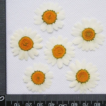 Beyaz Krizantem Toplu Ambalaj 1000 adet DIY Preslenmiş Çiçekler Ev Dekorasyon İçin