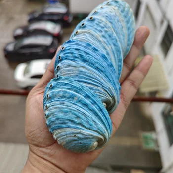 6-8 cm Doğal Açık Mavi Abalone Kabuk Balık Tankı Peyzaj Ev Dekorasyon çocuk Oyuncak Fotoğraf Sahne