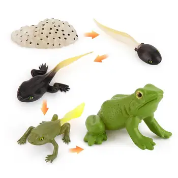 4 Adet / 5 Adet Kurbağa Kelebek Arı Hayvan Büyüme Gözlem Döngüsü Model Oyuncaklar Aksiyon Figürleri Heykelcik Sevimli Çocuklar Bebek eğitici oyuncak